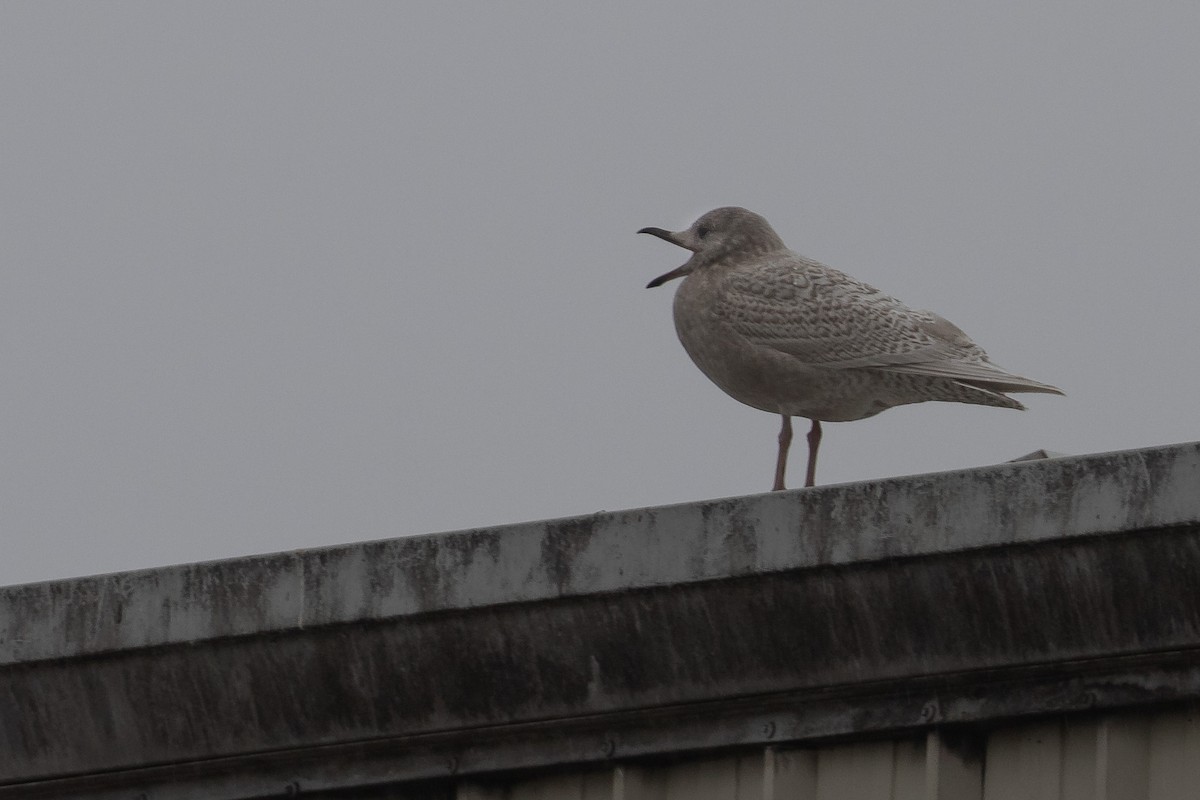 Iceland Gull - ML293516041