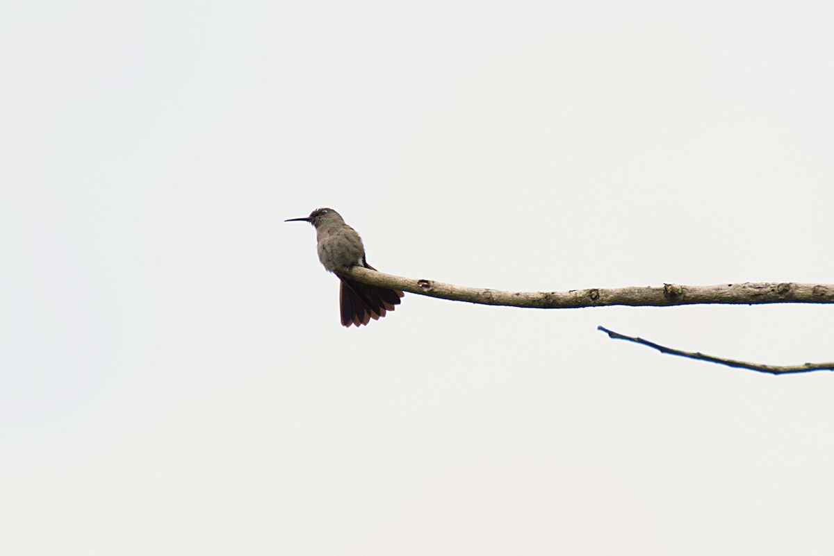 Sombre Hummingbird - ML293517181