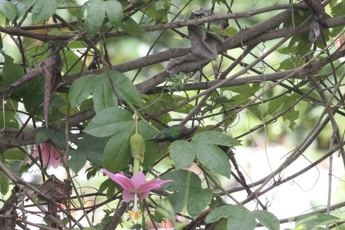 Green-bellied Hummingbird - ML29351931