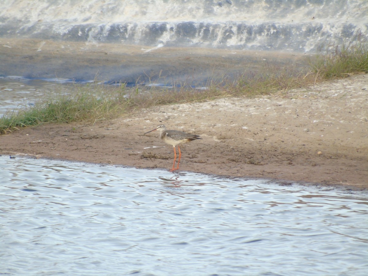 Spotted Redshank - ML293520341
