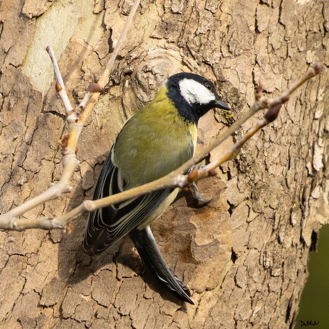 Great Tit (Parus major) · iNaturalist