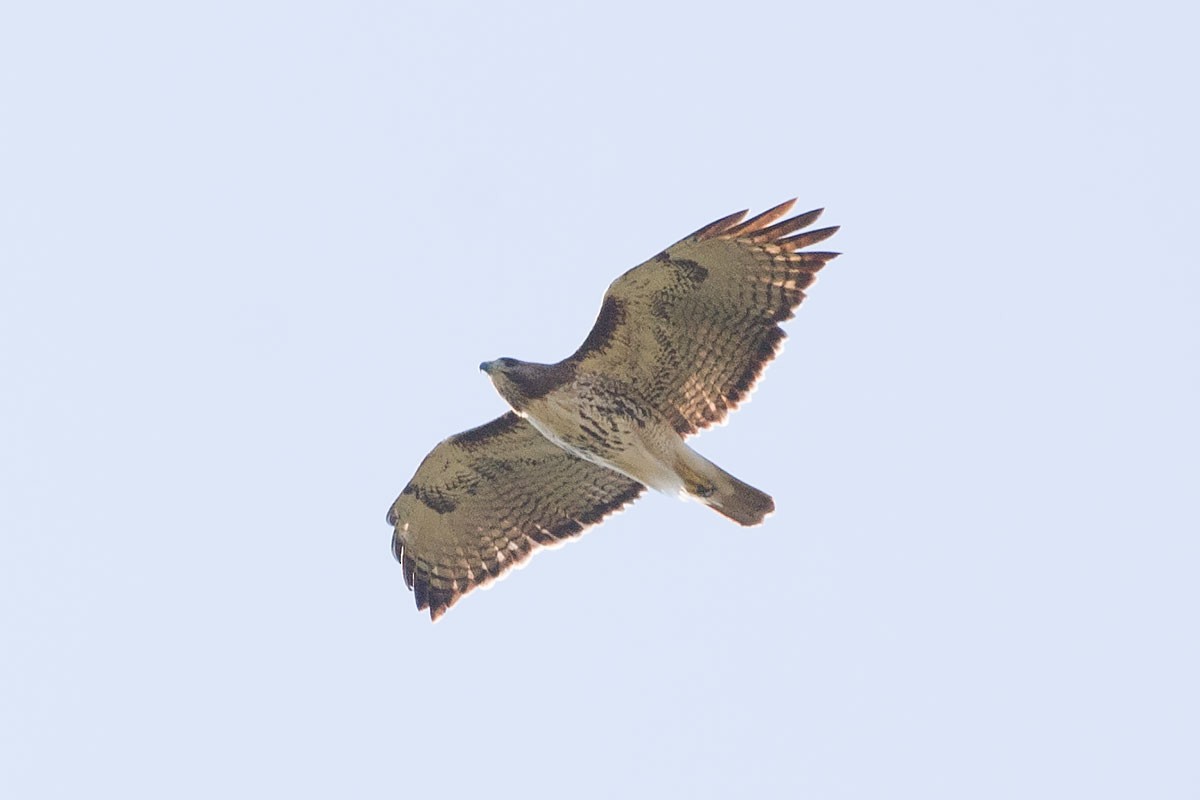 Red-tailed Hawk - Arthur Grosset