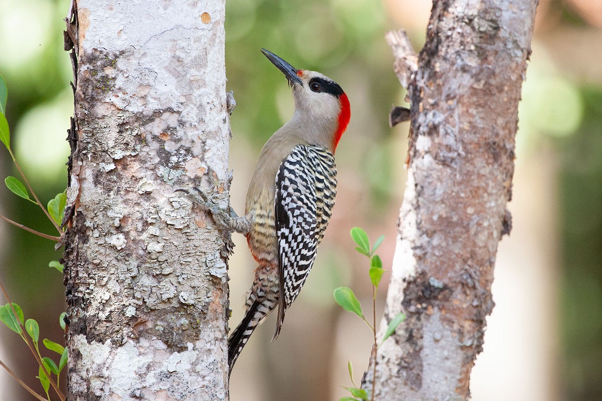 West Indian Woodpecker - ML293524371
