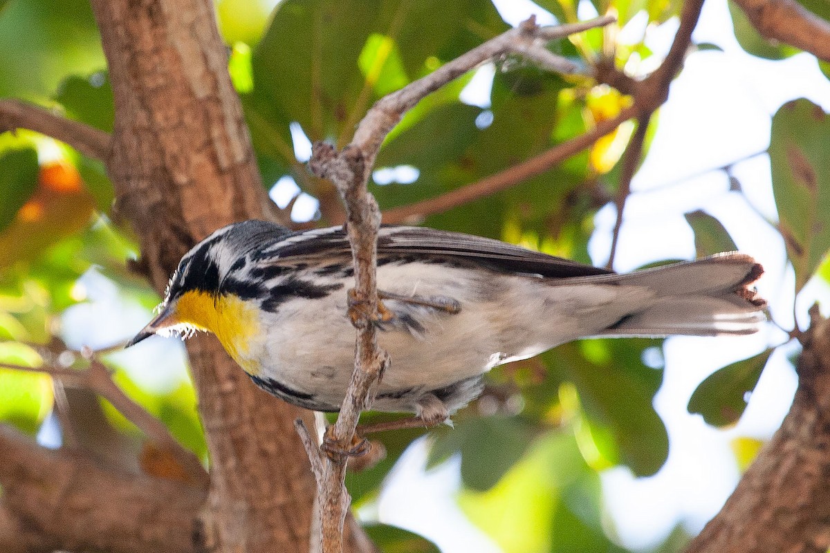 Yellow-throated Warbler - Arthur Grosset