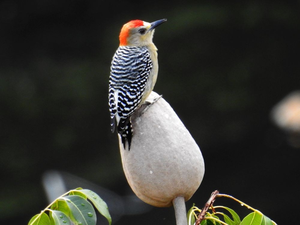 Red-crowned Woodpecker - ML293528961