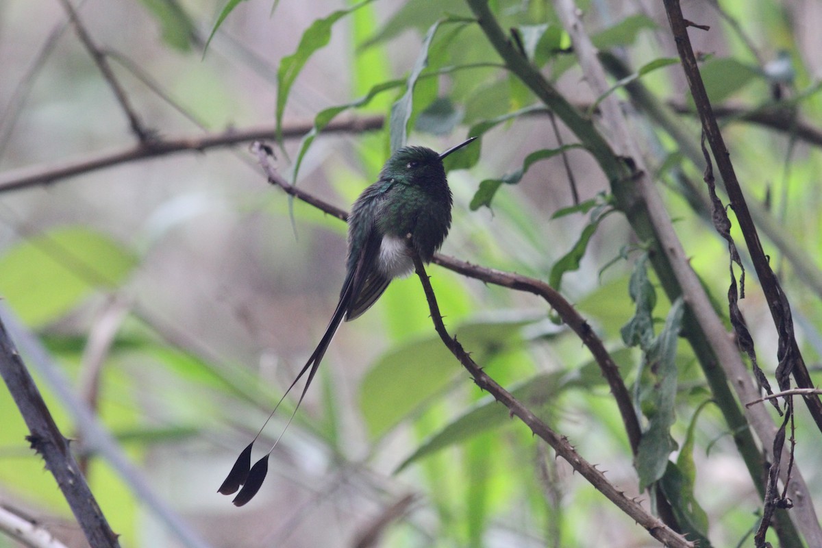 White-booted Racket-tail - ML29353661