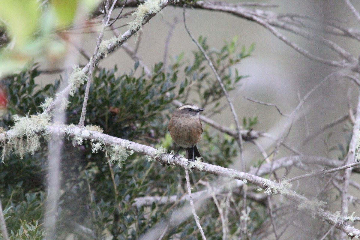 Brown-backed Chat-Tyrant - ML29353841