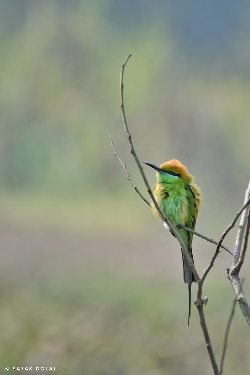 Asian Green Bee-eater - Sayak Dolai