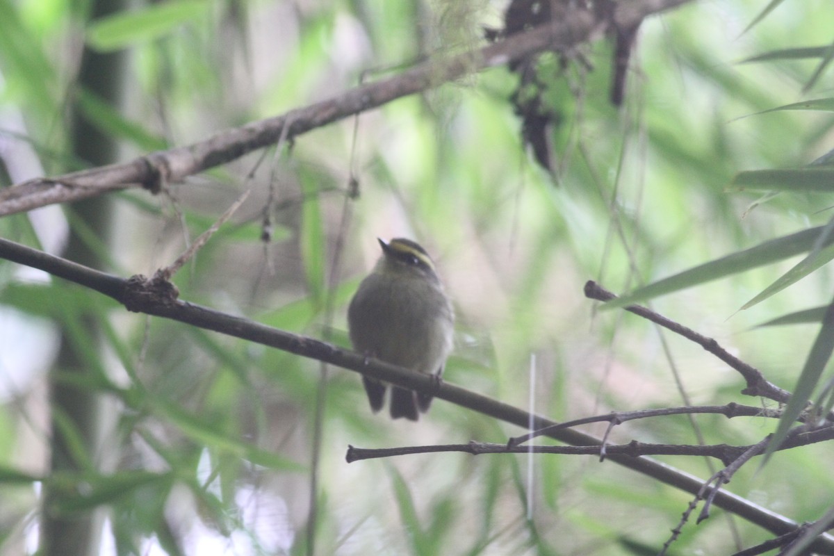 Yellow-bellied Chat-Tyrant - ML29354011