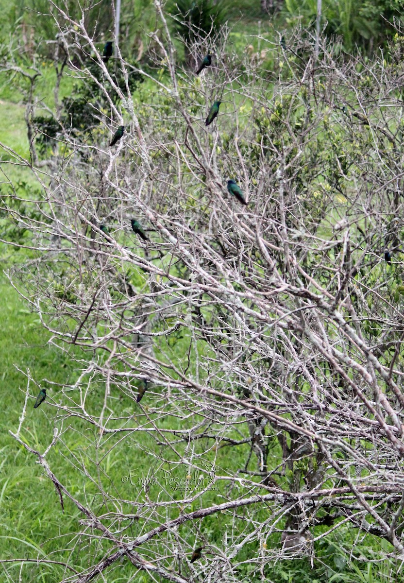 Black-throated Mango - Enma Pescador