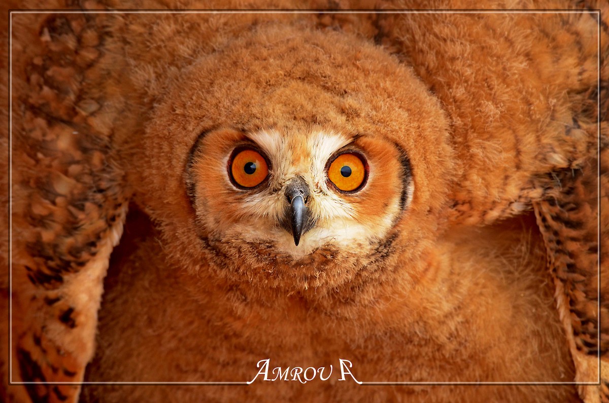 Pharaoh Eagle-Owl - Abdullah Amrou