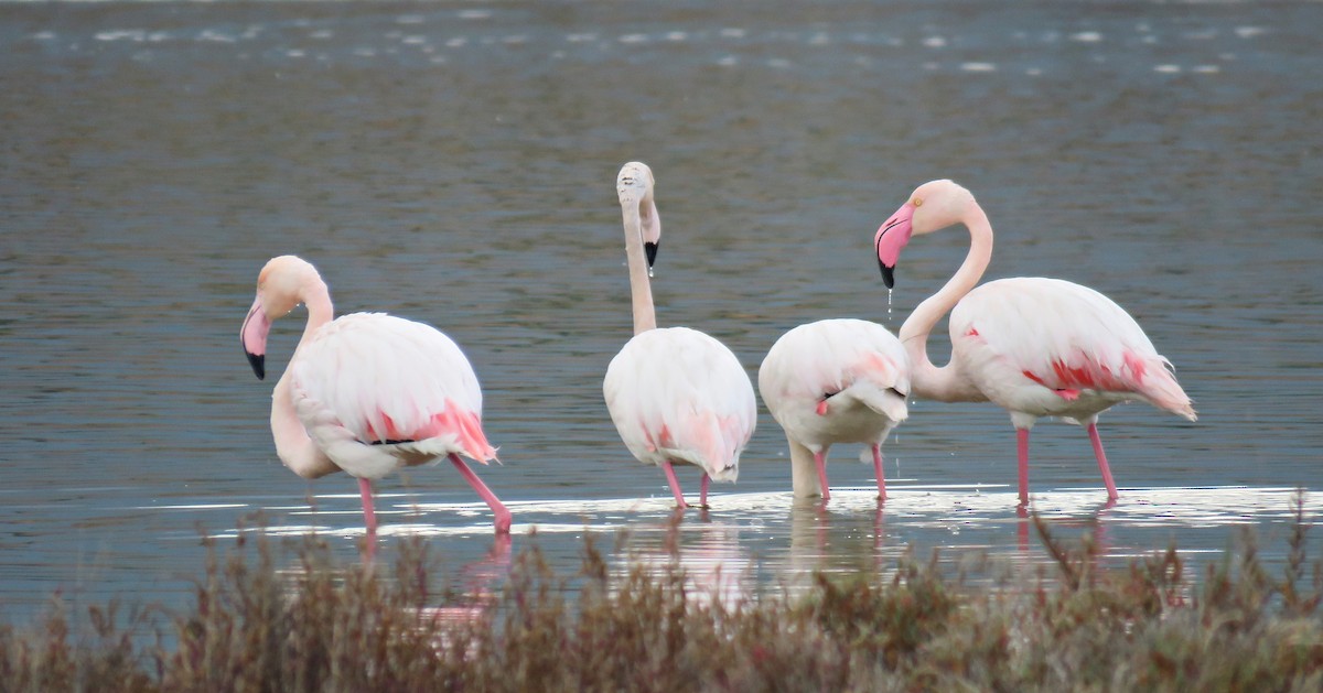 Greater Flamingo - ML293551111