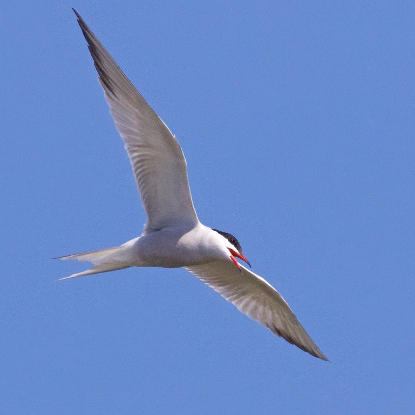 Common Tern - Ed Harper