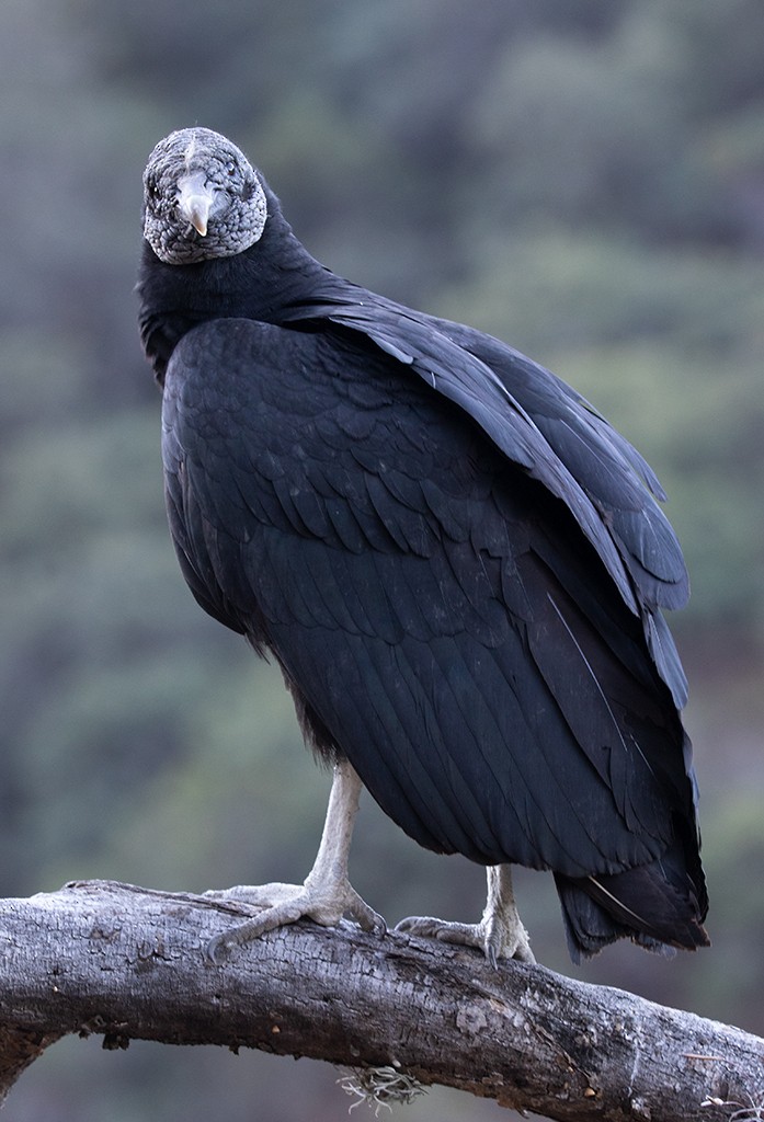 Black Vulture - manuel grosselet