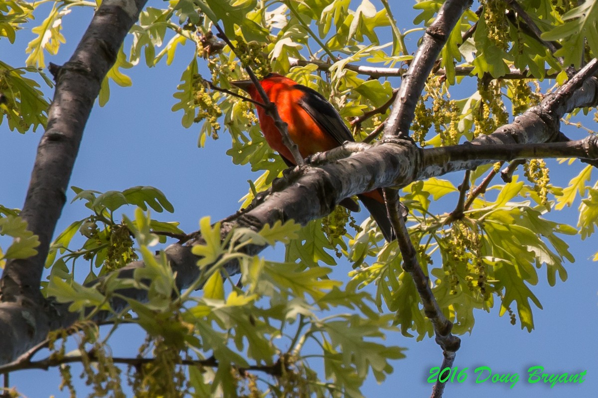 Scarlet Tanager - ML29356251