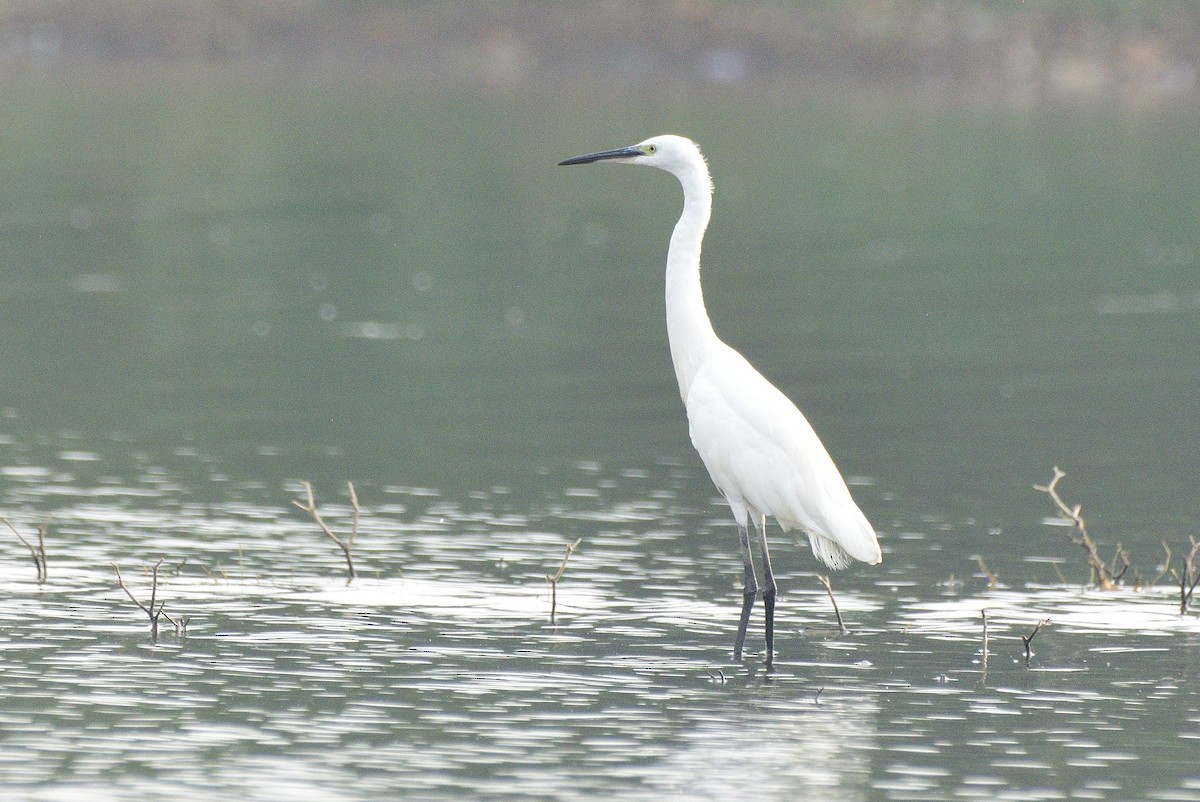 Little Egret - Sathish Ramamoorthy