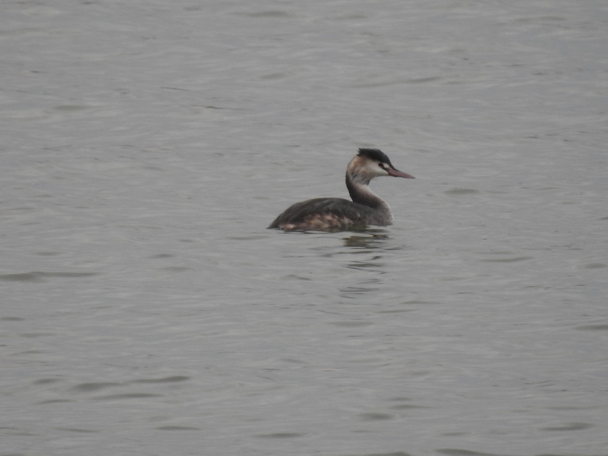 Great Crested Grebe - ML293566261