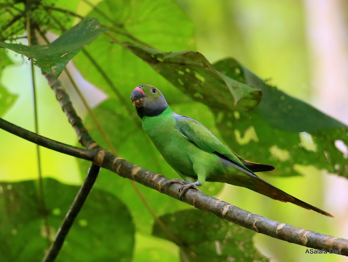 Папужець зеленошиїй - ML293566561