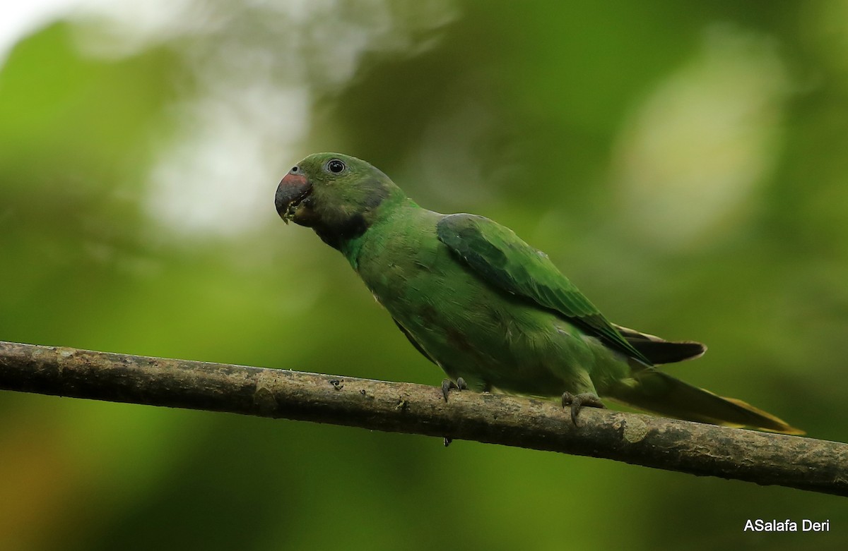 Папужець зеленошиїй - ML293566571