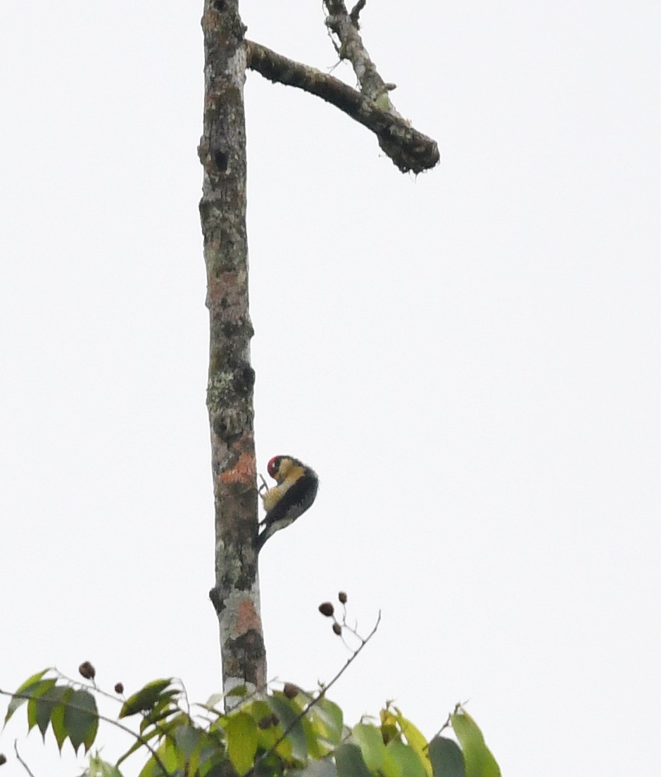 Black-cheeked Woodpecker - ML293567301
