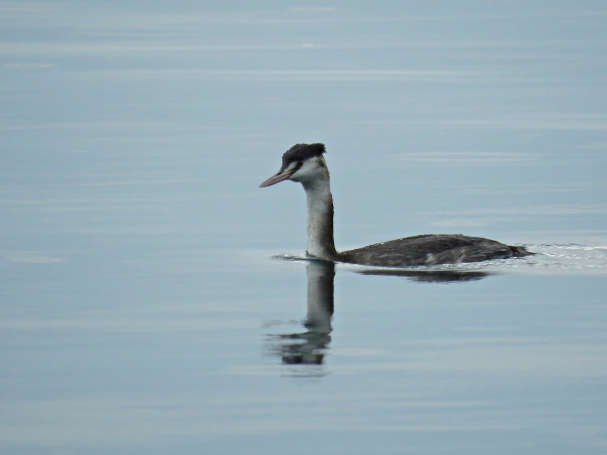 Great Crested Grebe - ML293567551