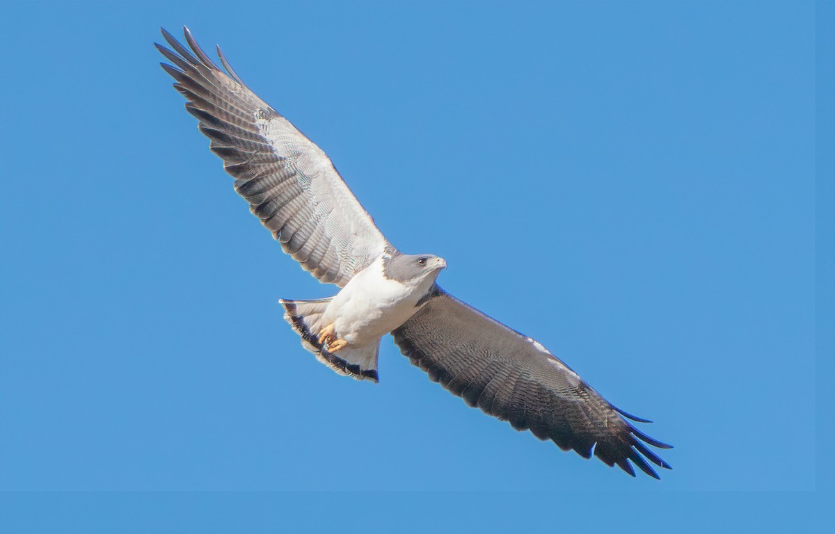 White-tailed Hawk - Troy Arcomano