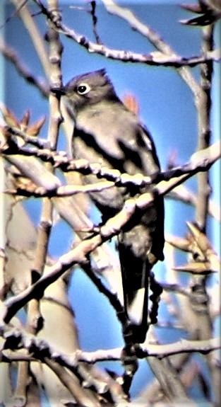 Townsend's Solitaire - ML293577801
