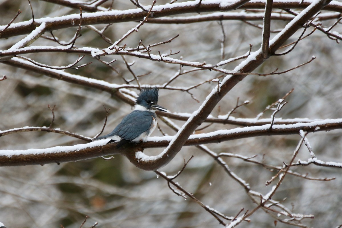 Belted Kingfisher - ML293579351