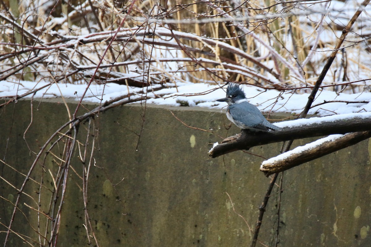 Belted Kingfisher - ML293579361