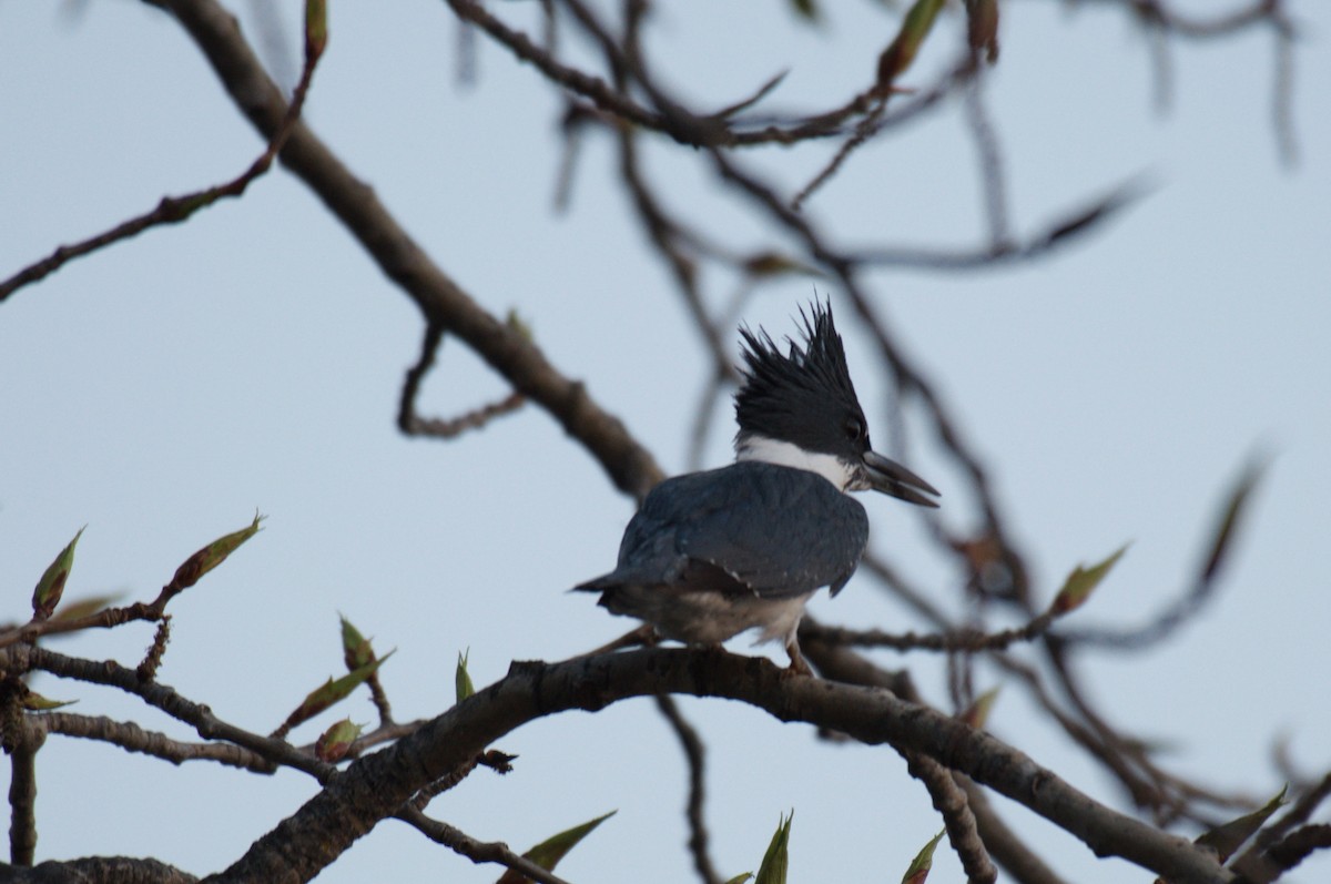 Belted Kingfisher - ML29358211
