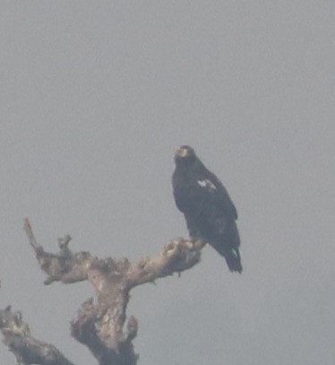 Greater Spotted Eagle - ML293586881
