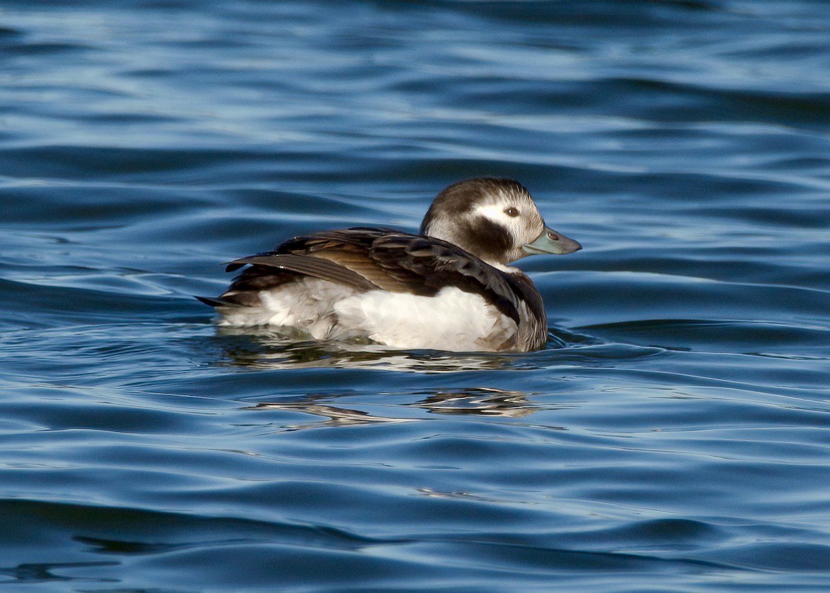 Long-tailed Duck - ML293589851
