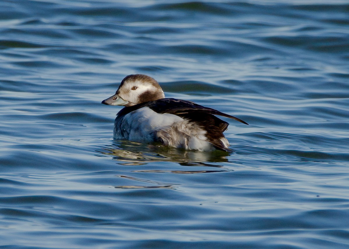 Long-tailed Duck - ML293589871
