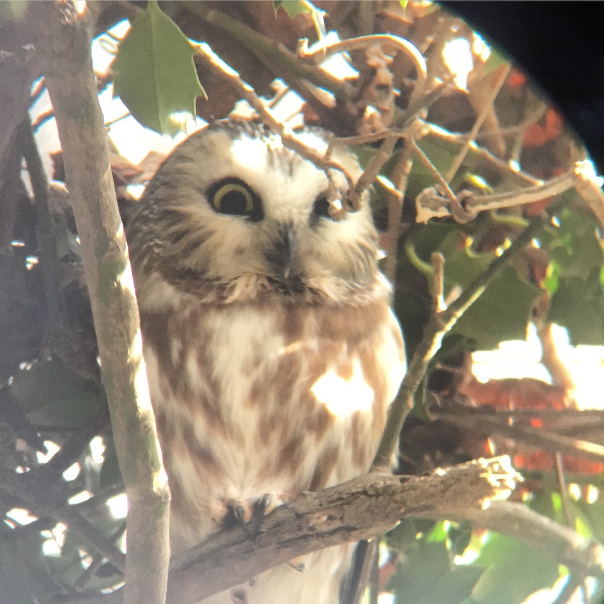 Northern Saw-whet Owl - Peter Paul
