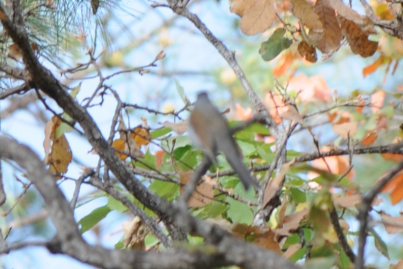 Brown-backed Solitaire - ML293594591