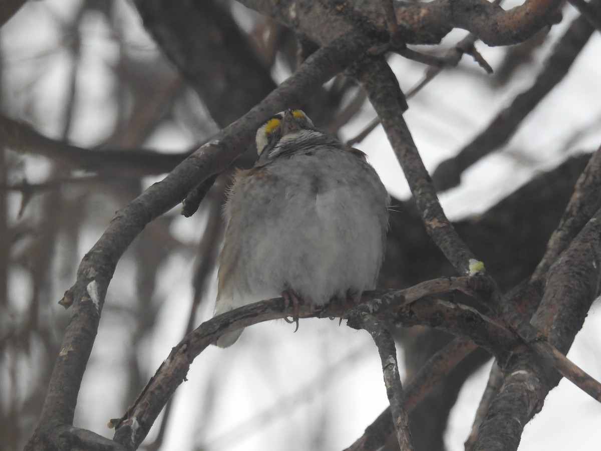 White-throated Sparrow - ML293598191