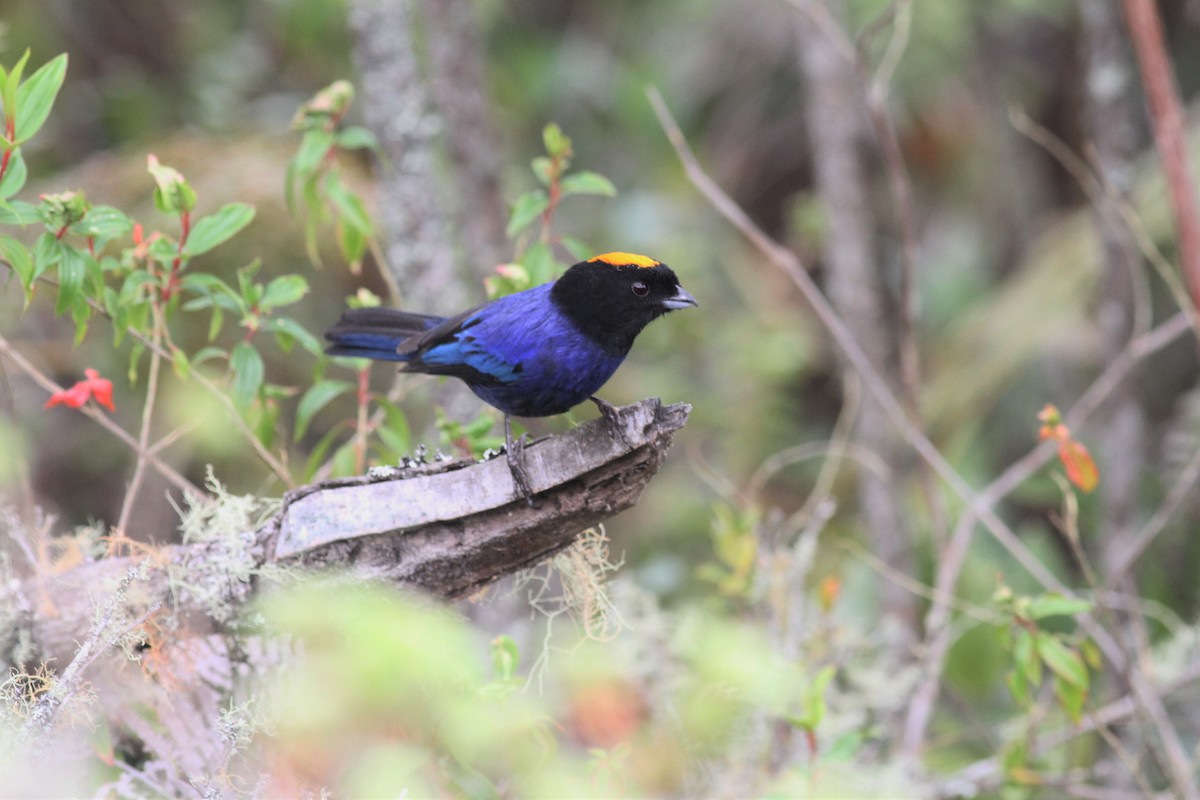 Golden-crowned Tanager - ML29359851