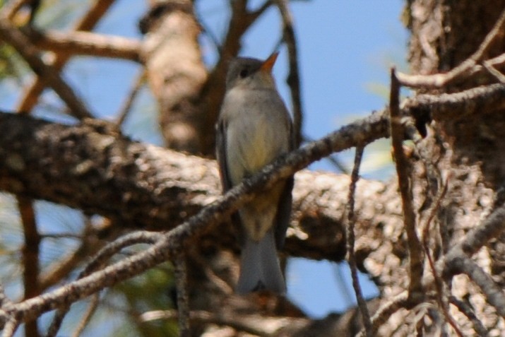 Greater Pewee - Cory Gregory