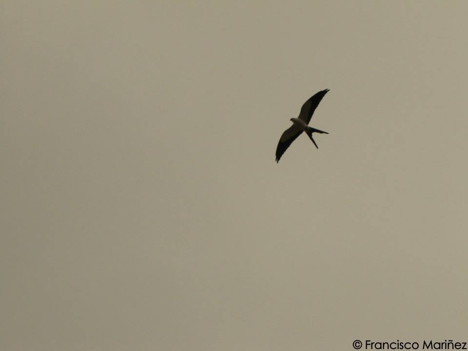 Swallow-tailed Kite - Francisco Mariñez