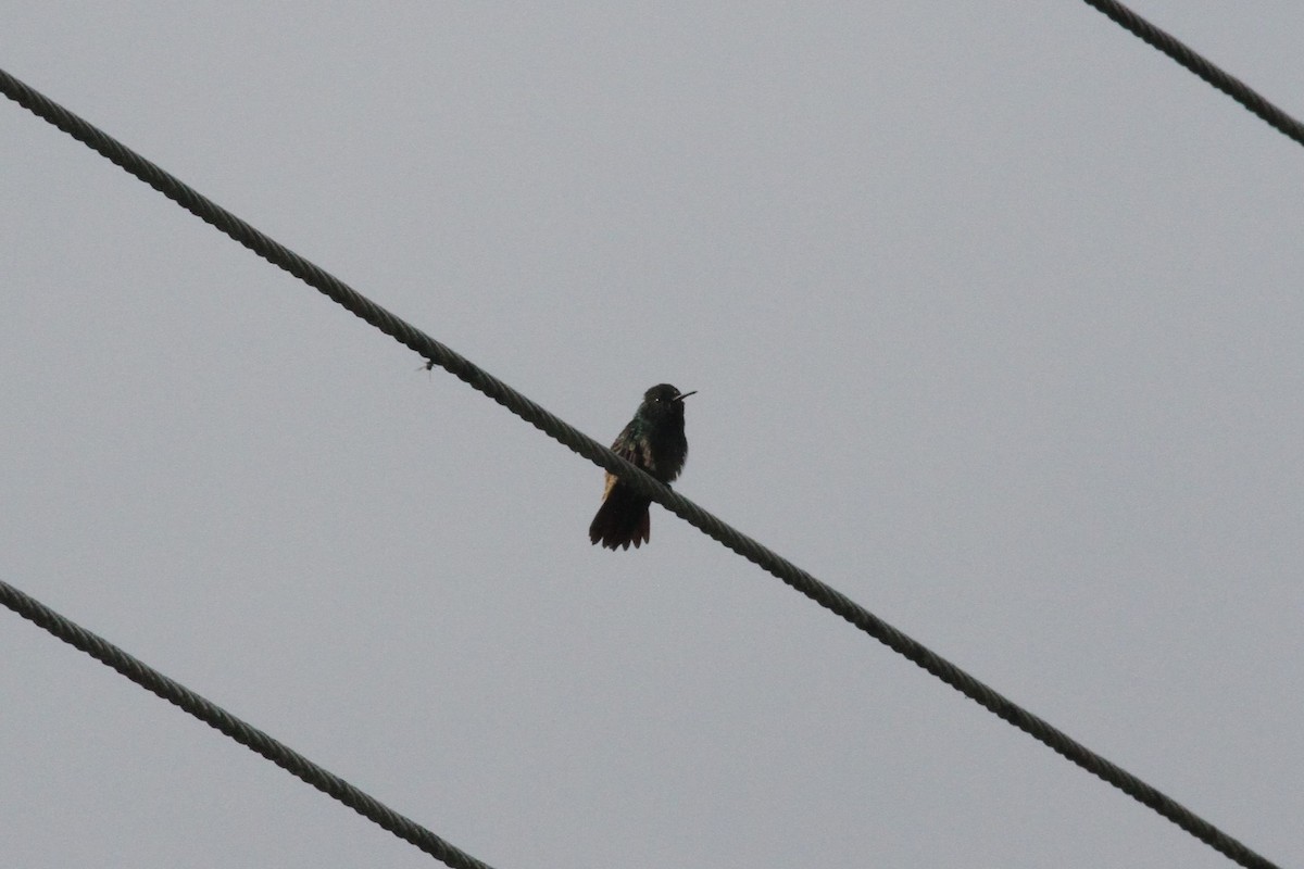 Green-bellied Hummingbird - ML29360401