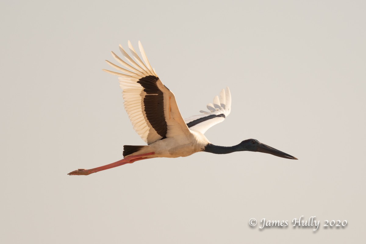 Black-necked Stork - ML293605491