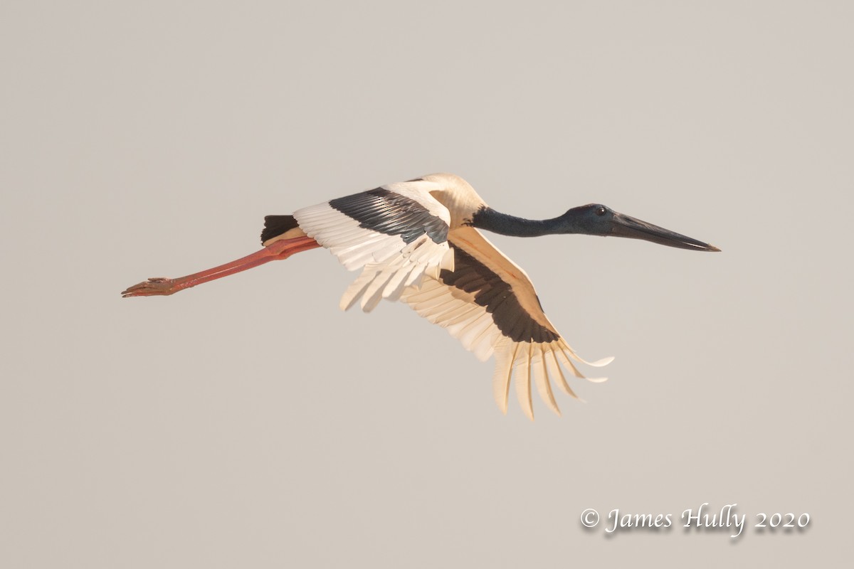 Black-necked Stork - ML293605501