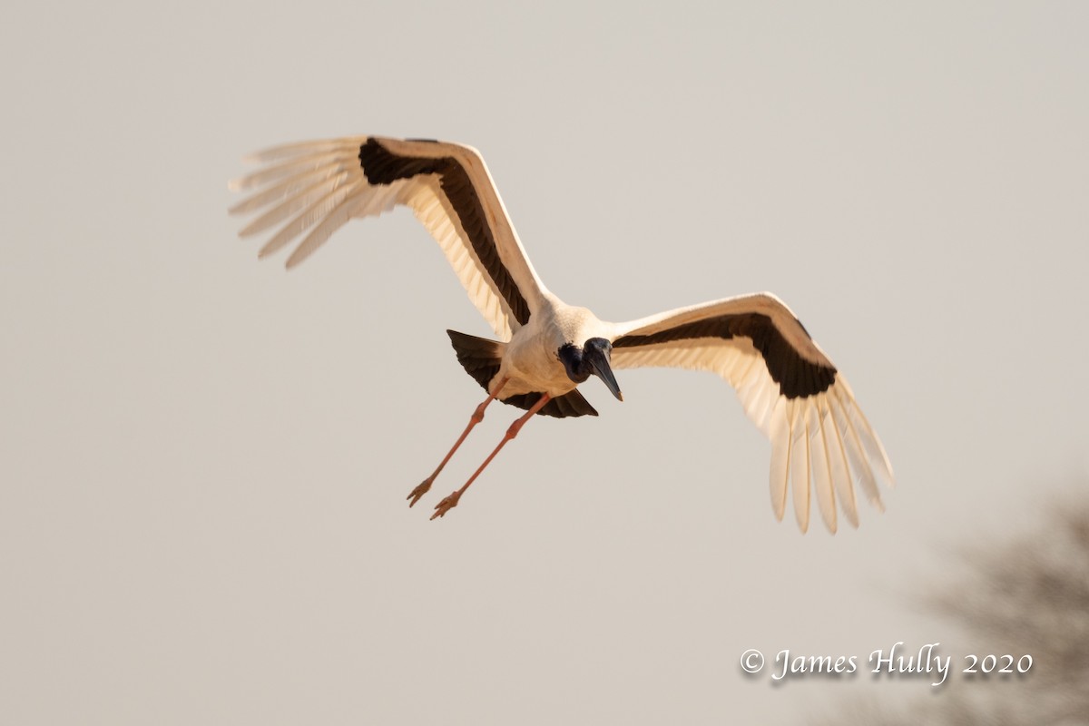 Black-necked Stork - ML293605521