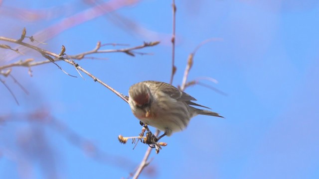  - Lesser Redpoll