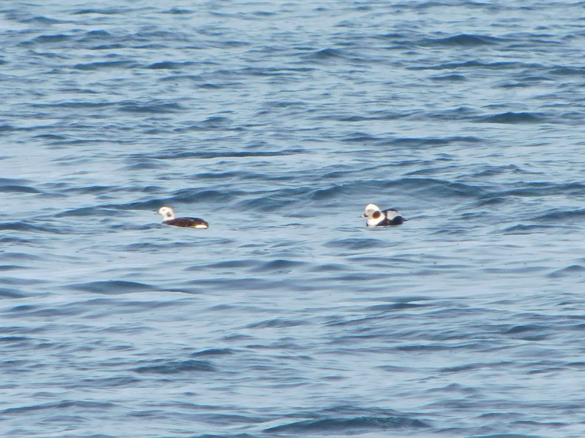 Long-tailed Duck - ML293611661