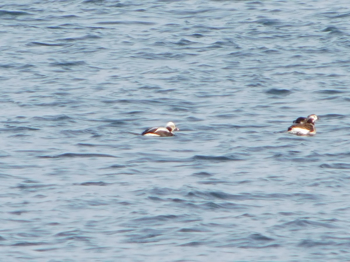 Long-tailed Duck - ML293612011