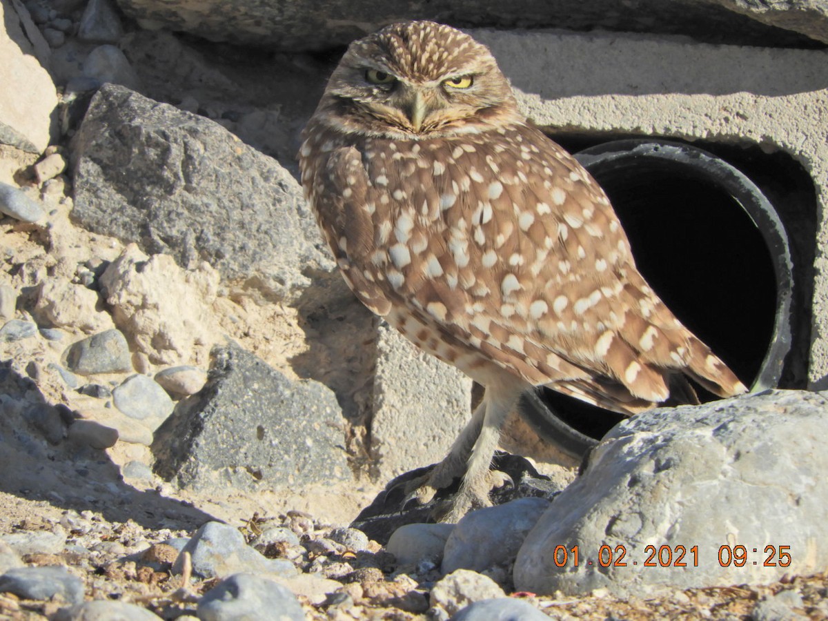 Burrowing Owl - ML293615911