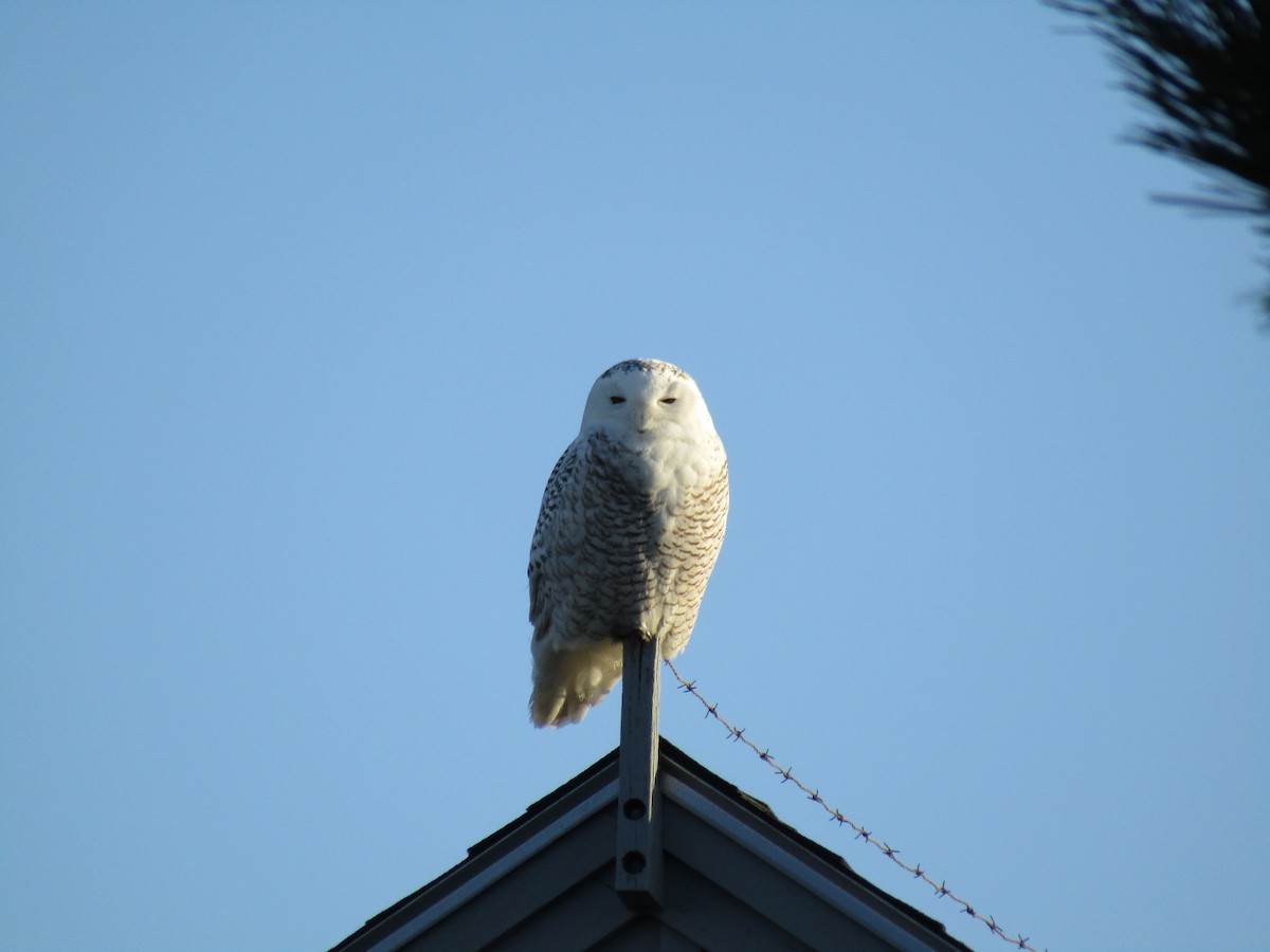 Snowy Owl - ML293617821
