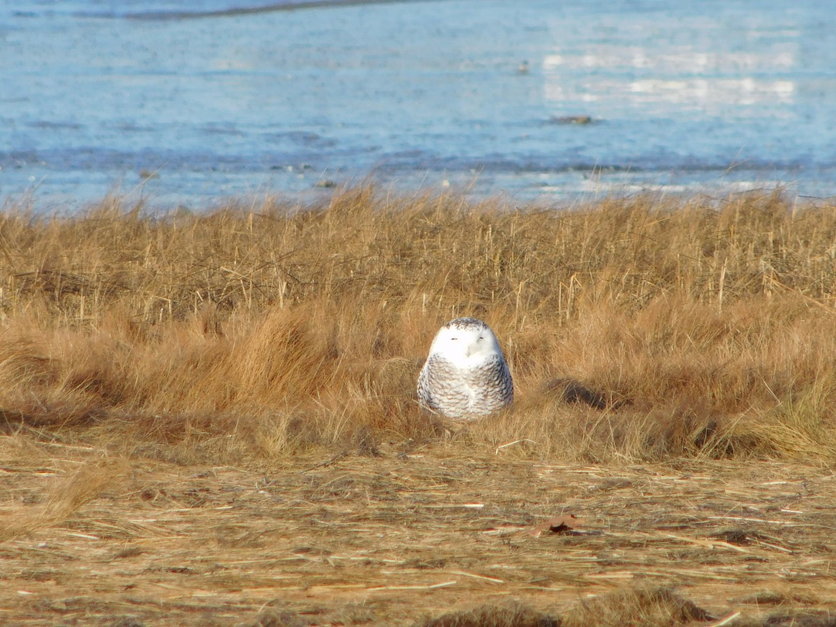 Snowy Owl - ML293618241