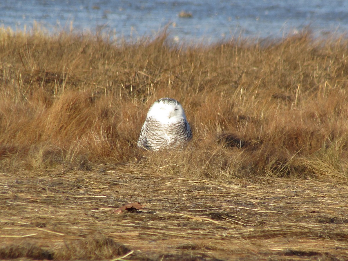 Snowy Owl - ML293619271